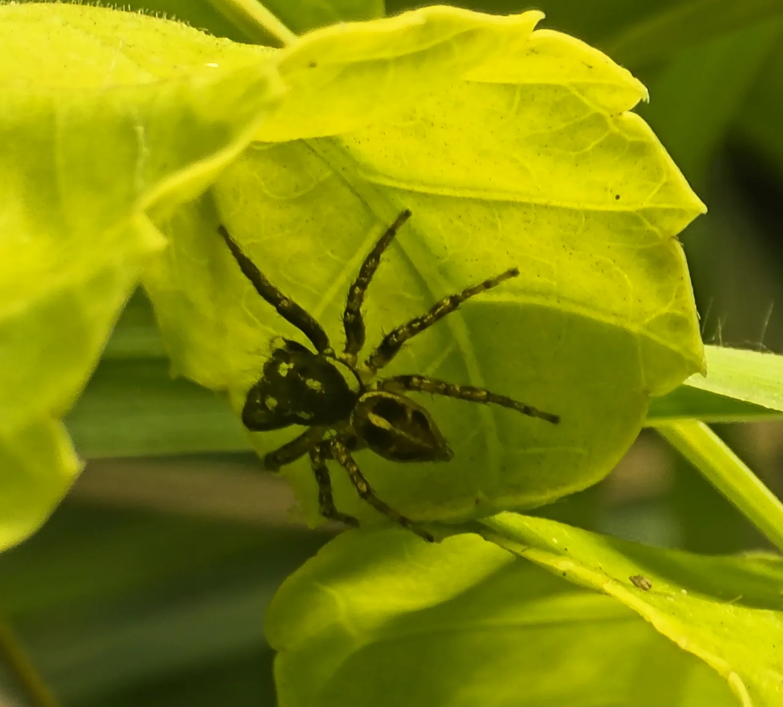 Twin-flagged Jumping Spider