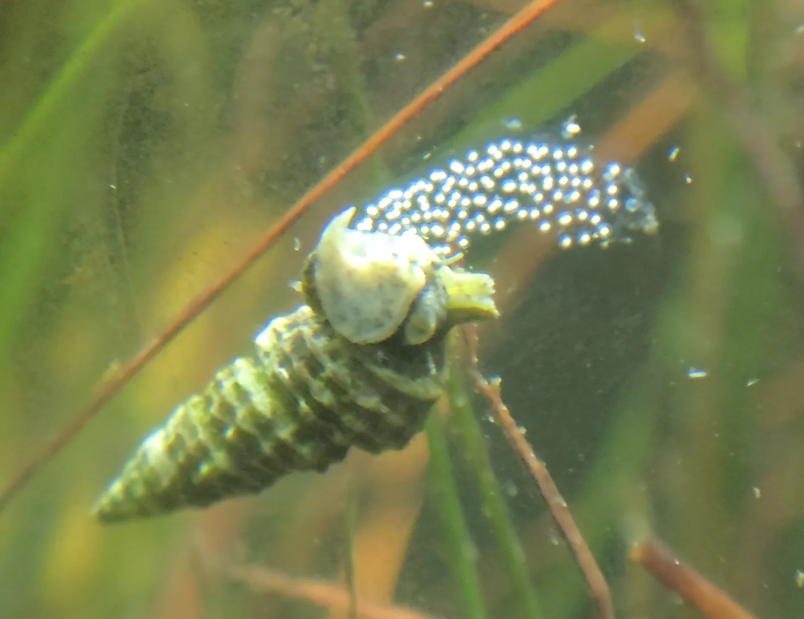 Unidentified Cerith Snail 2