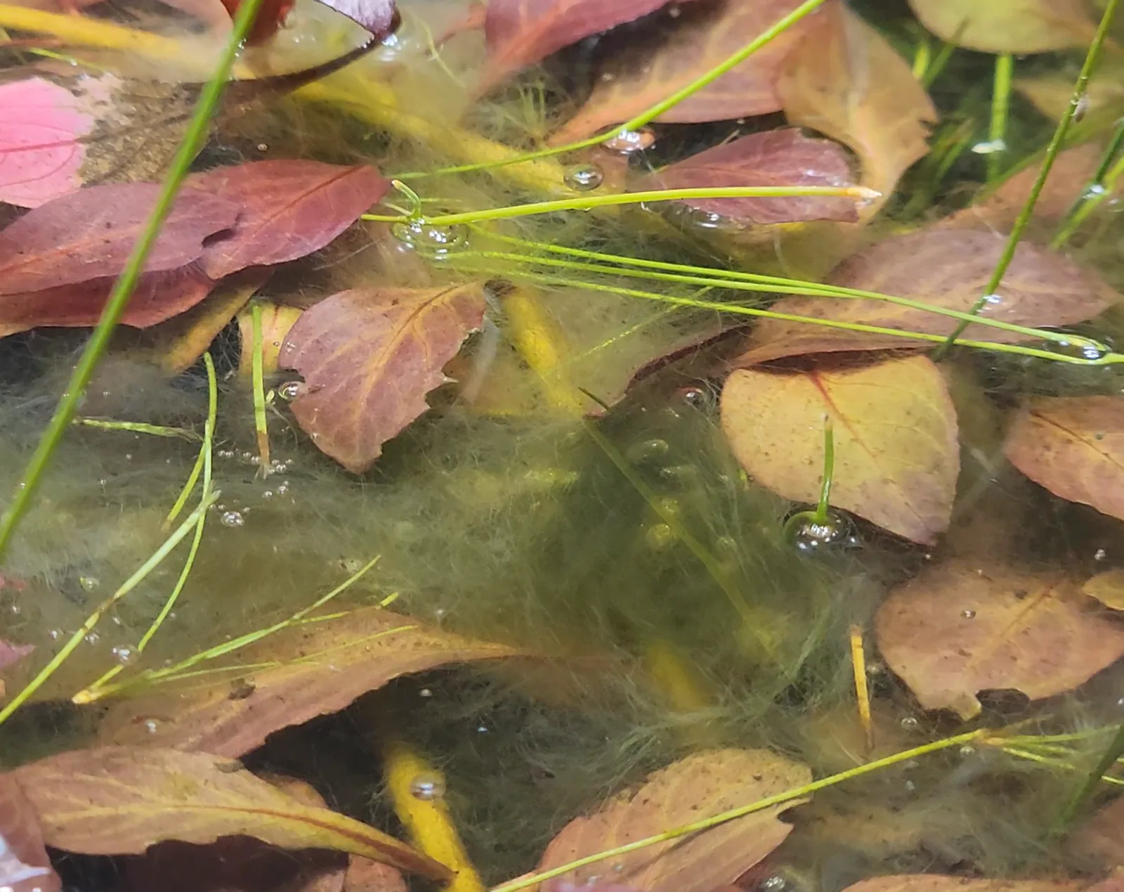 Water Silk