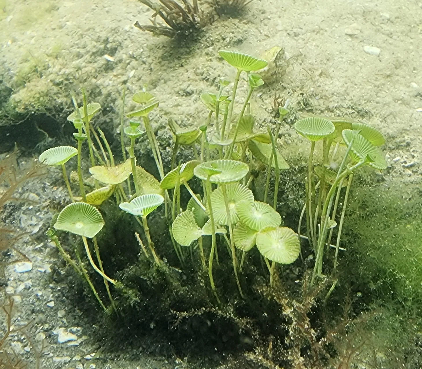Unknown Mermaid's Winecup