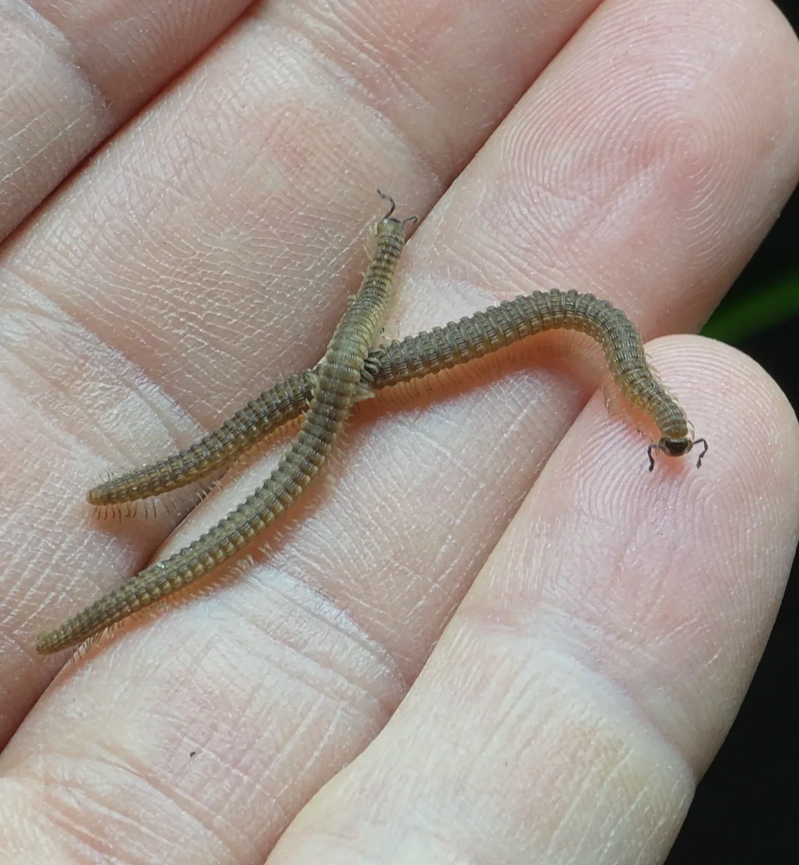 Unknown Millipede