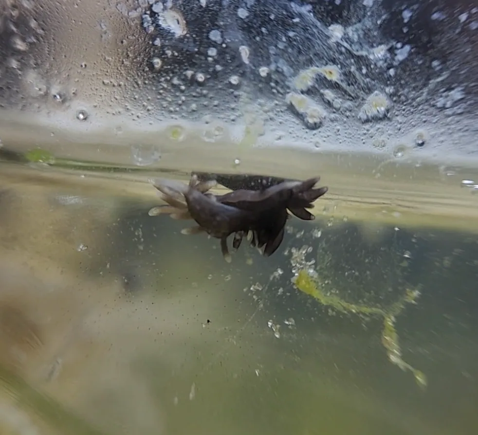 Unknown black nudibranch with cerata