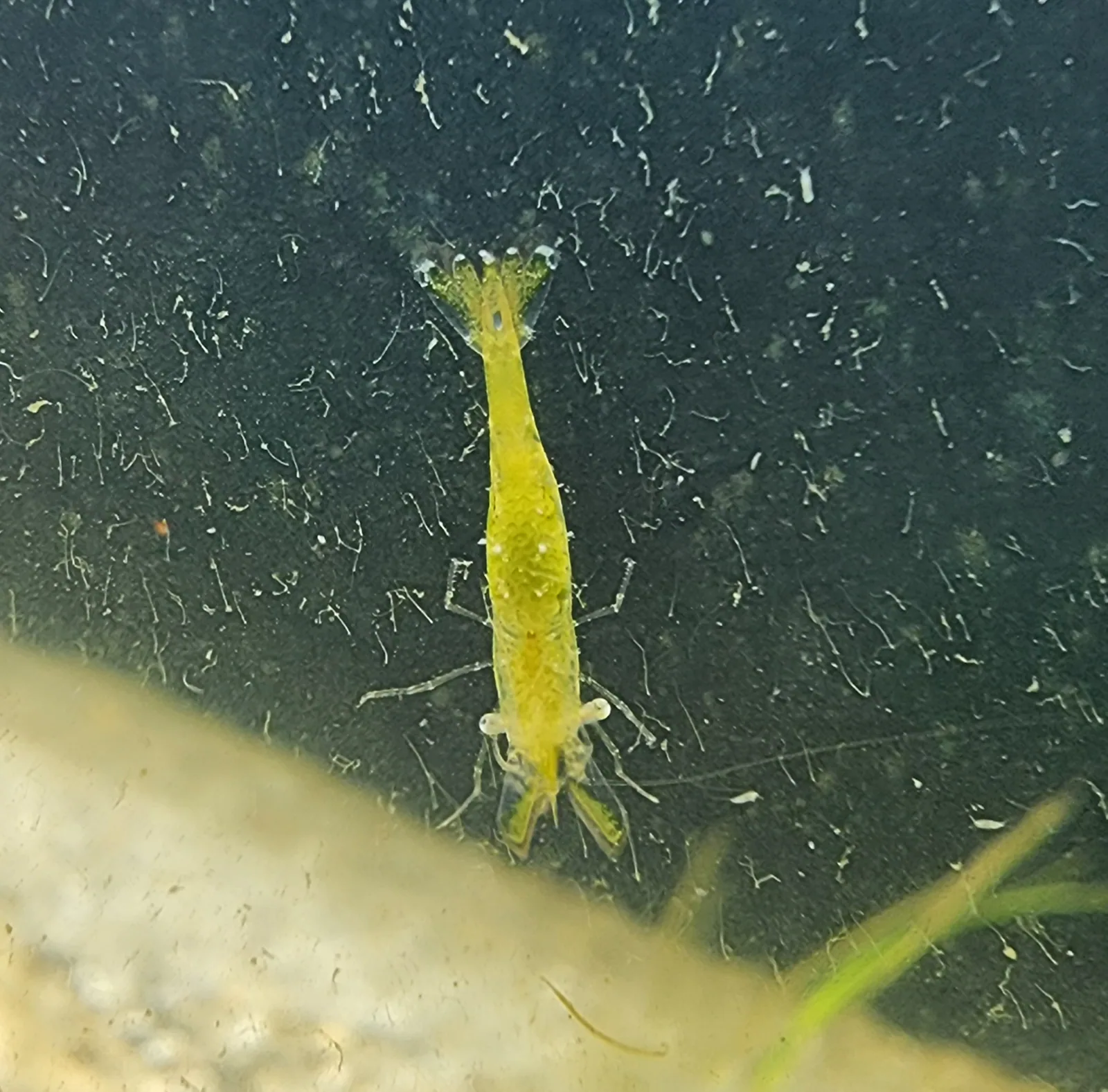 Unknown Small Green Shrimp