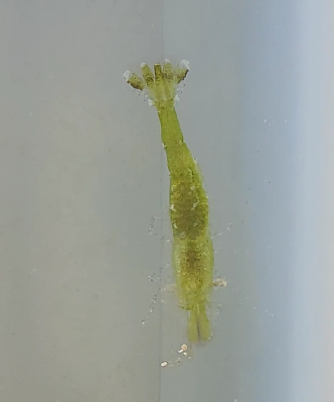 Unknown Small Green Shrimp