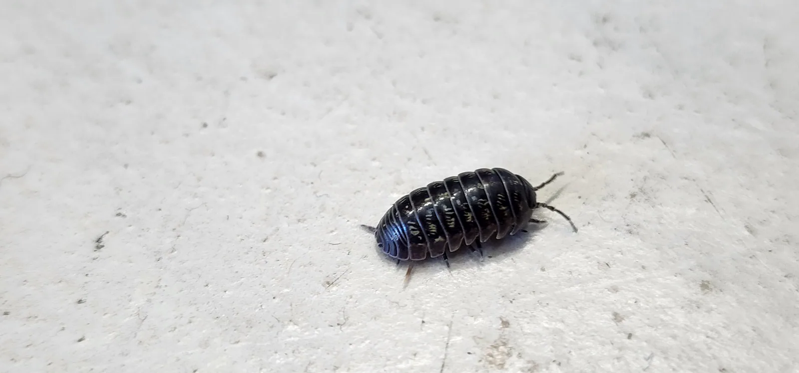 Unknown Terrestrial Isopod
