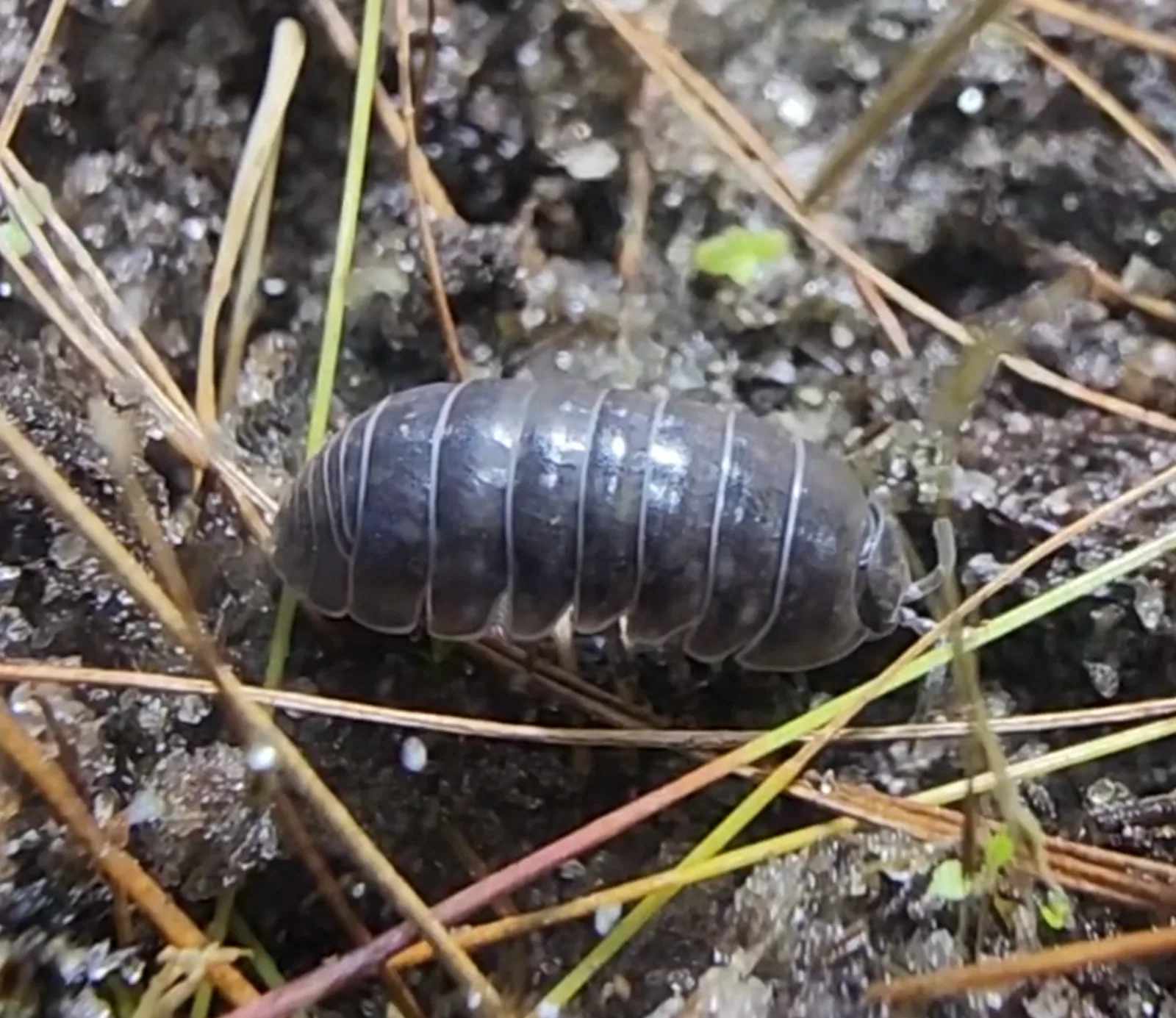 Unknown Terrestrial Isopod