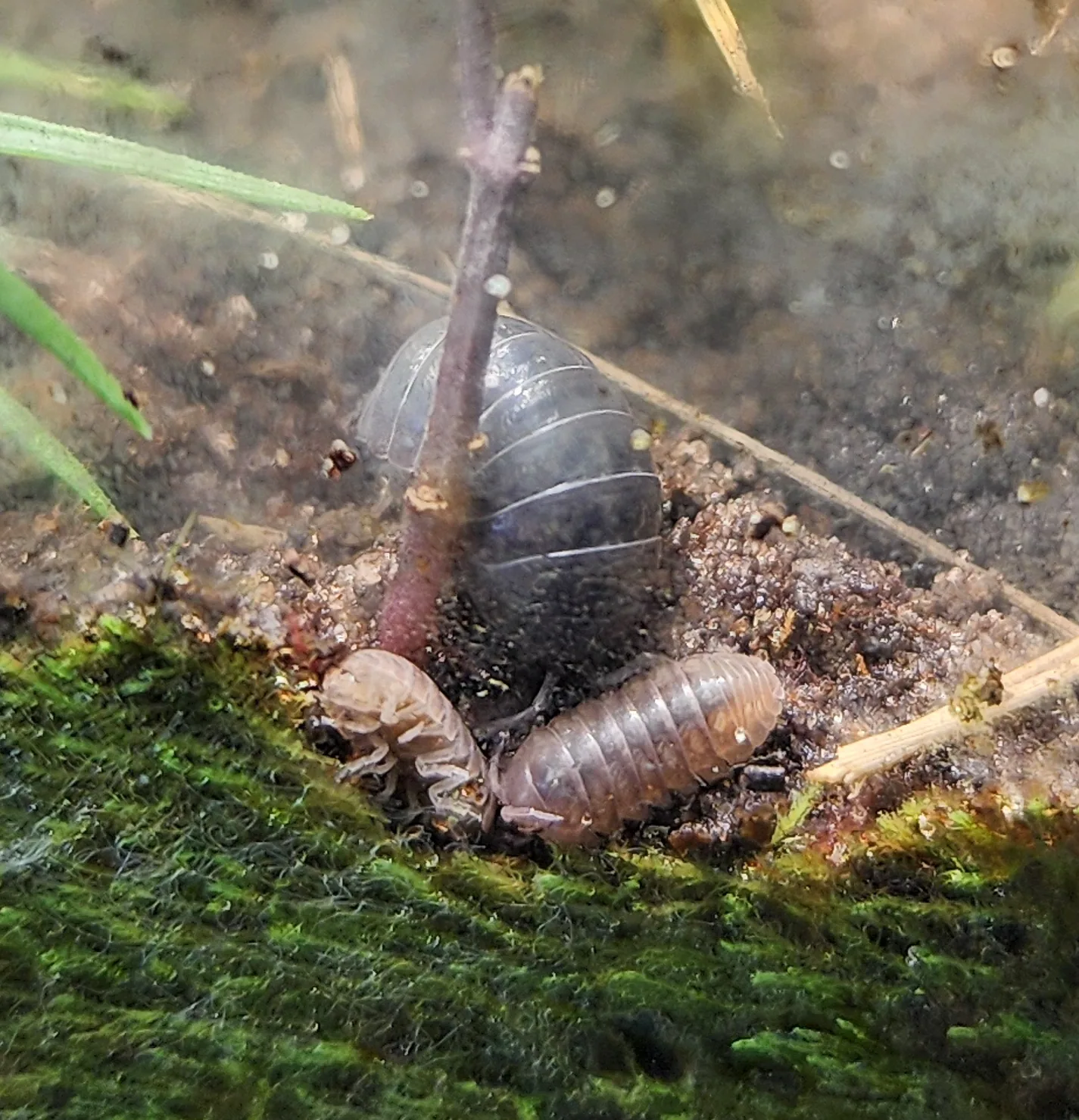 Unknown Terrestrial Isopod