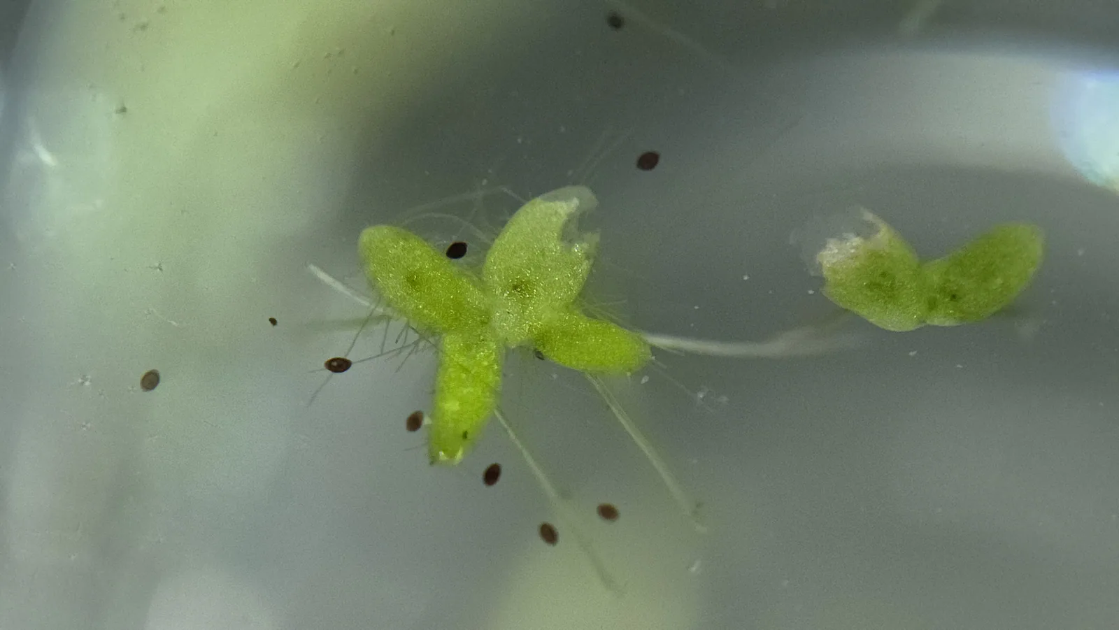 Valdivia Duckweed Hero image pending review.