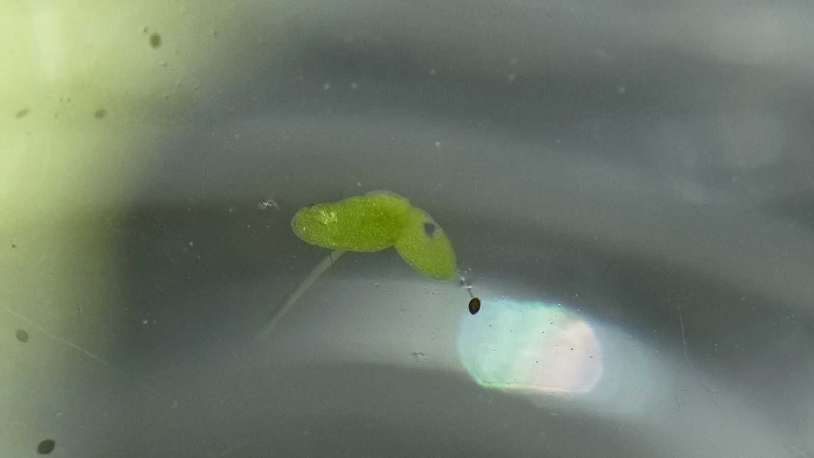 Valdivia Duckweed Hero image pending review.