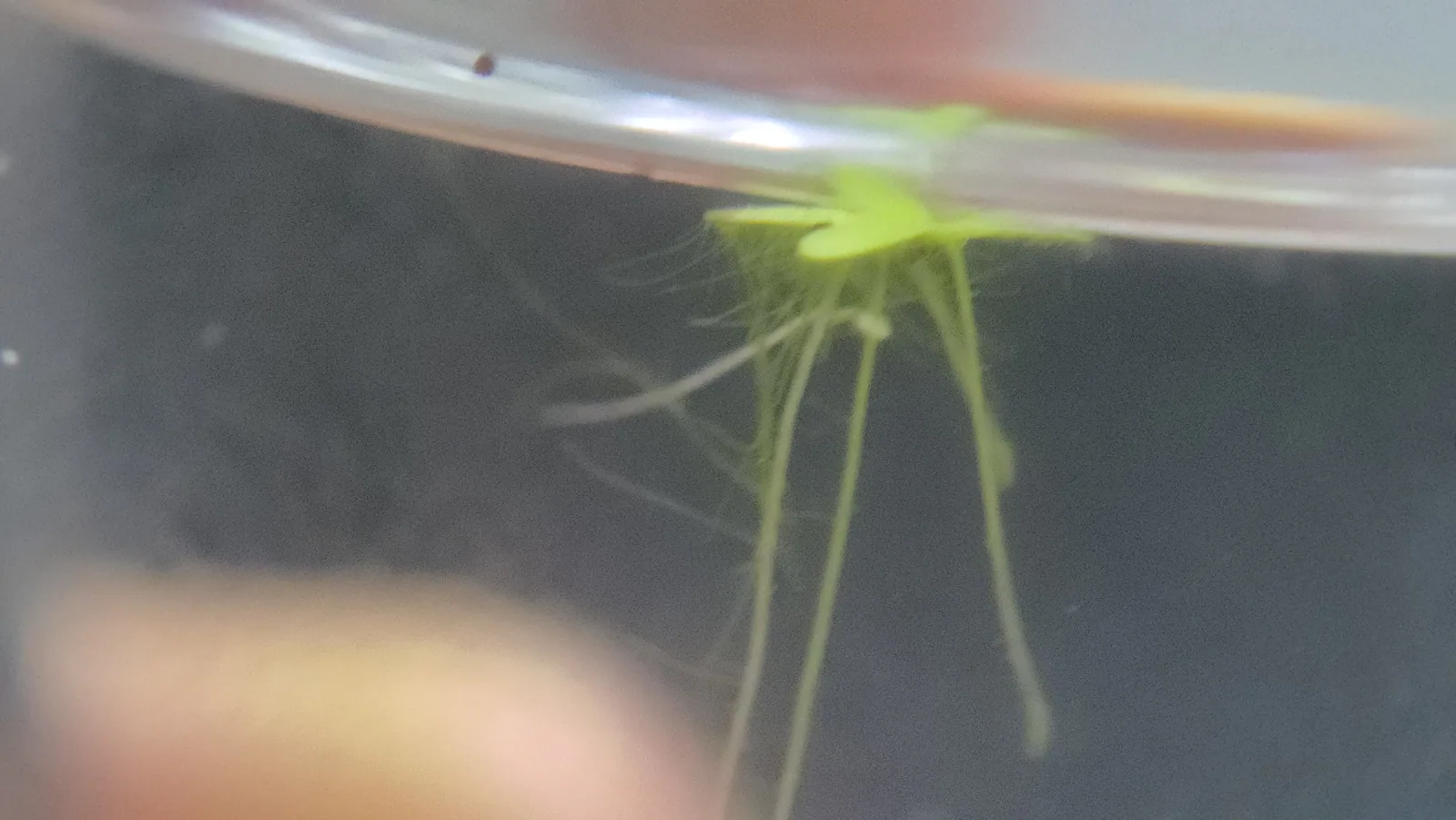 Valdivia Duckweed Hero image pending review.