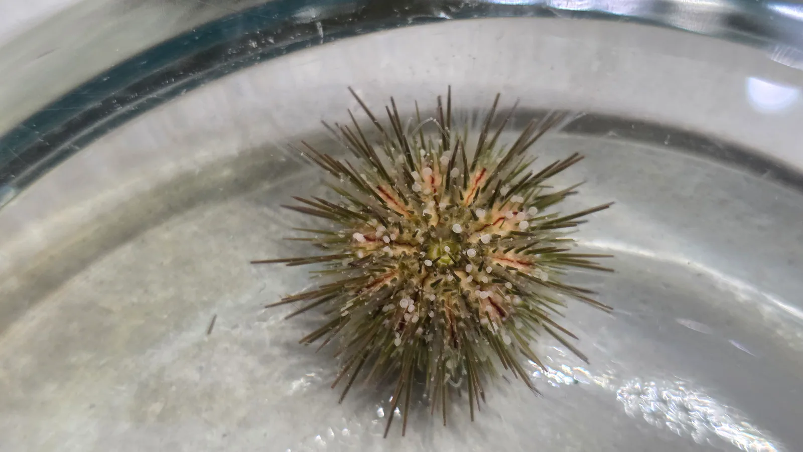 Variegated Sea Urchin