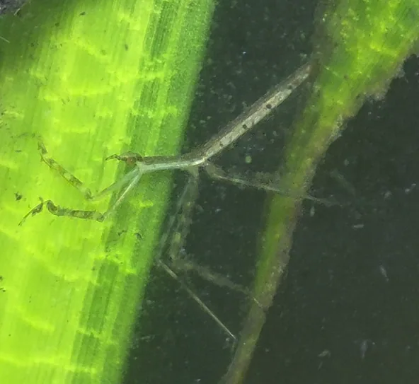 Water Scorpion