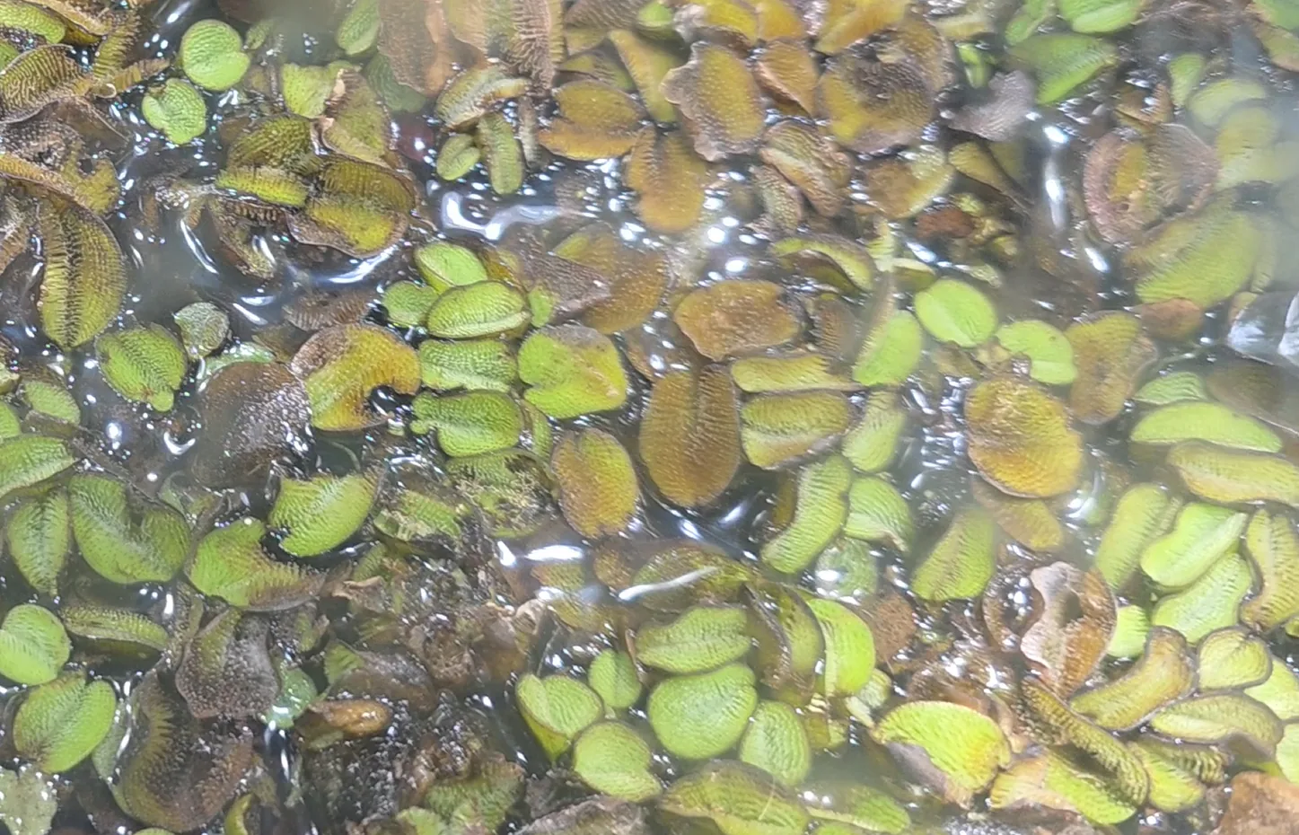 Water Spangles