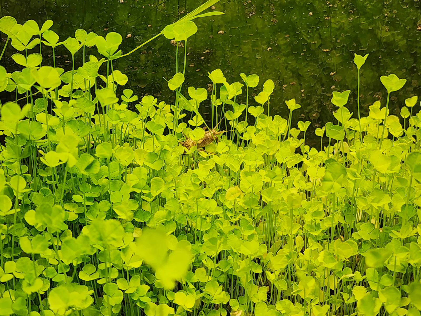 White Dutch Clover