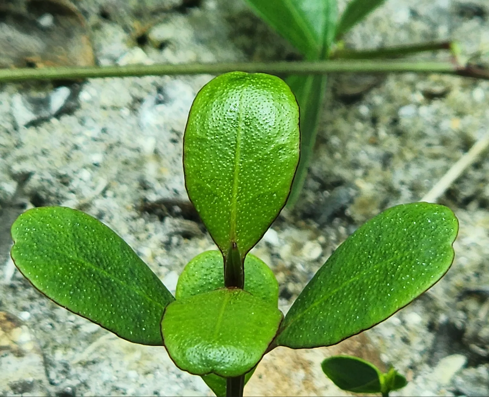 White Mangrove