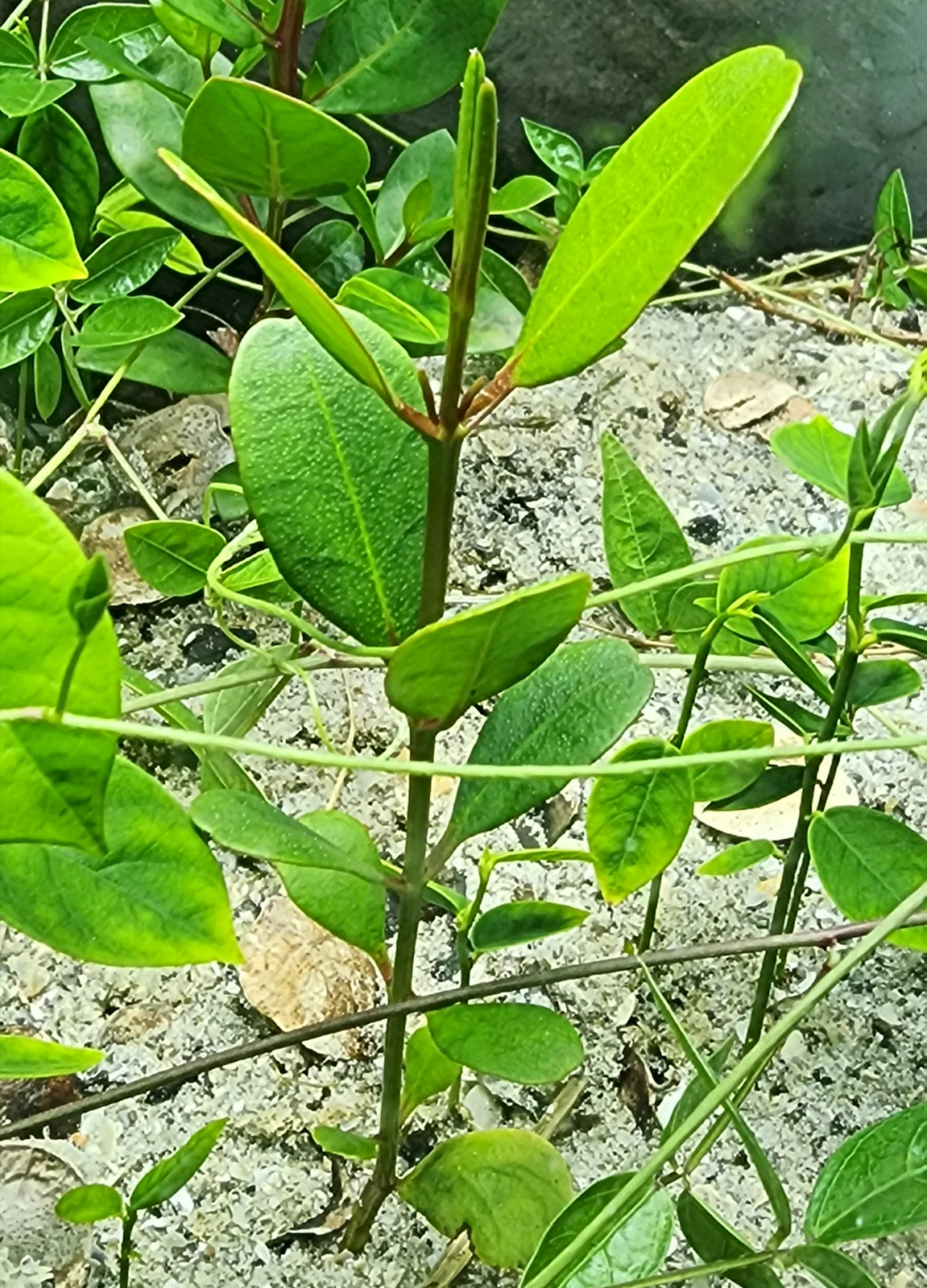 White Mangrove