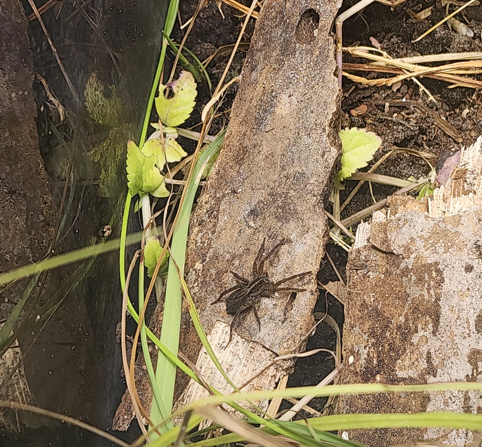 Wolf Spider