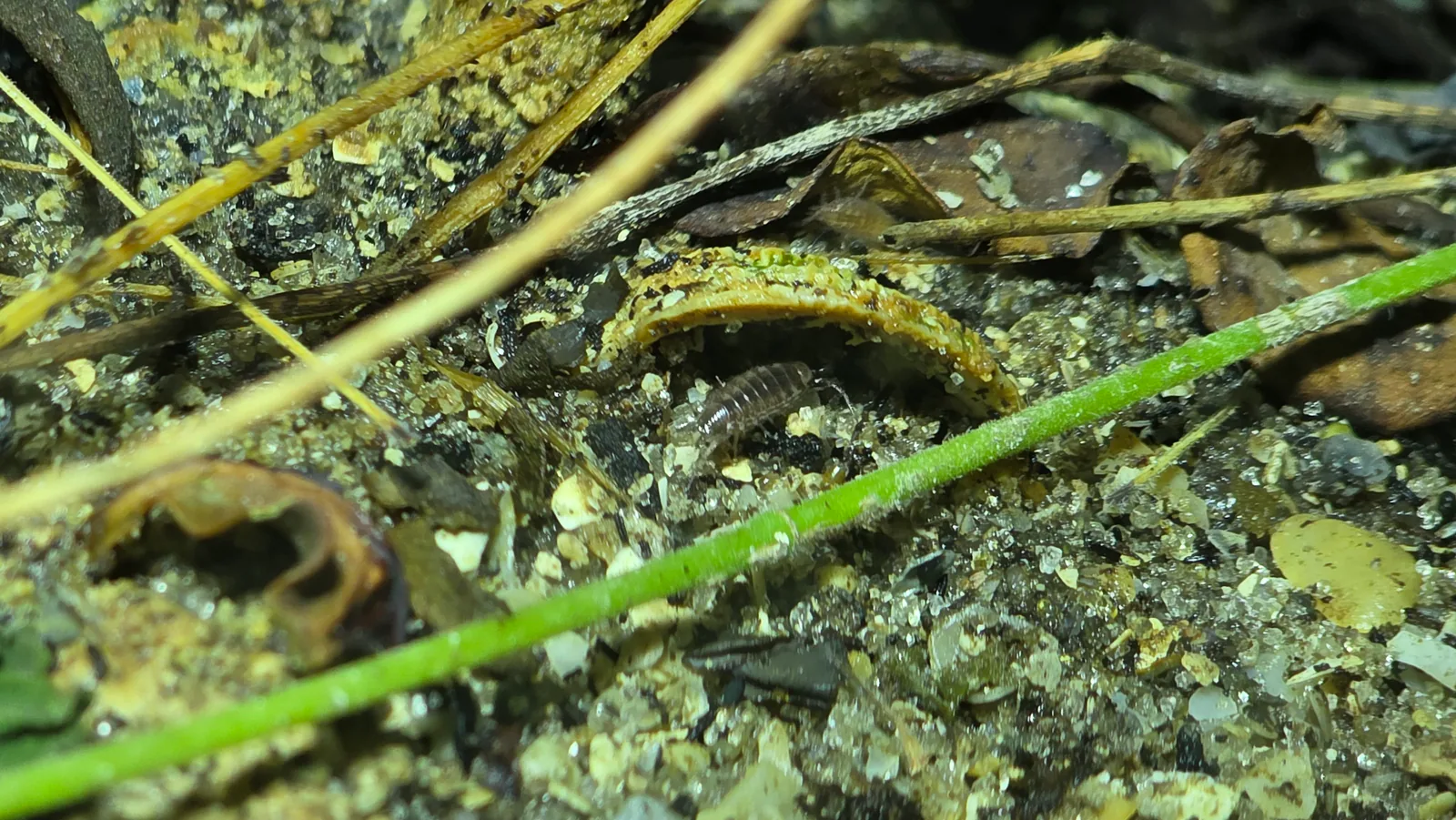Woodlouse